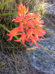 Disa ferruginea