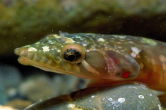 Lepadogaster candolii