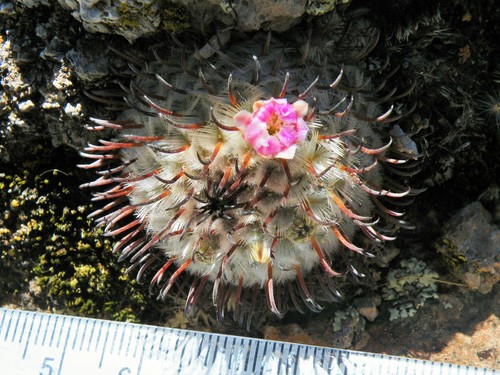 Mammillaria perezdelarosae