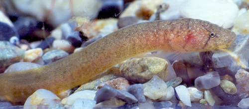 Representative image of Gouania willdenowi