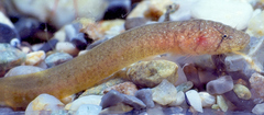Gouania willdenowi