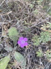 Dianthus campestris
