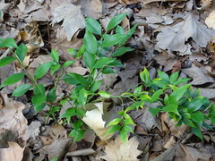 Sarcococca ruscifolia