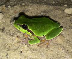 Hyla andersonii