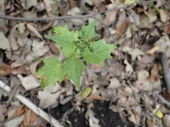 Chenopodiastrum simplex