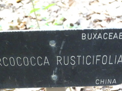 Sarcococca ruscifolia