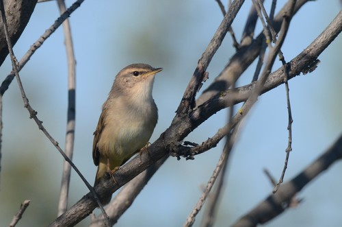 Dusky Warbler