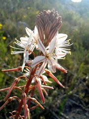 Trachyandra tabularis