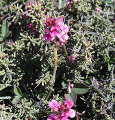 Indigofera meyeriana