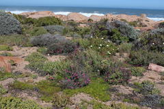 Indigofera meyeriana