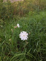 Silene latifolia alba