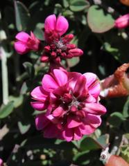 Indigofera meyeriana