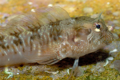 Parablennius incognitus