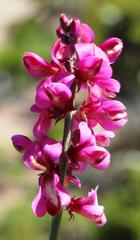 Indigofera meyeriana