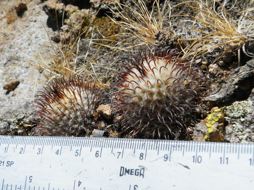 Mammillaria perezdelarosae