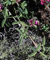 Indigofera meyeriana
