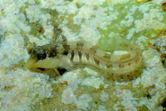 Microlipophrys dalmatinus