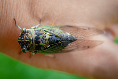 Neotibicen