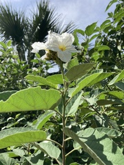 Cordia boissieri
