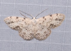 Scopula plantagenaria