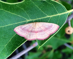 Cyclophora culicaria