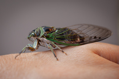 Neotibicen