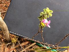 Indigofera candolleana