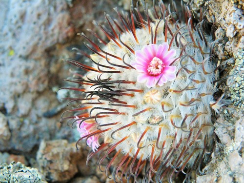 Mammillaria perezdelarosae