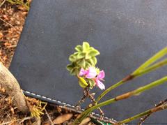 Indigofera candolleana