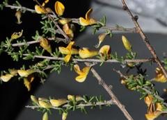 Aspalathus spinescens lepida