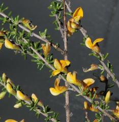 Aspalathus spinescens lepida