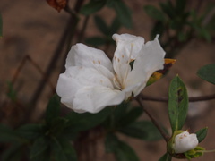 Rhododendron mucronatum