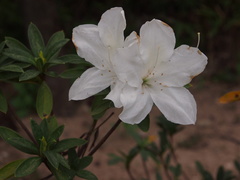 Rhododendron mucronatum