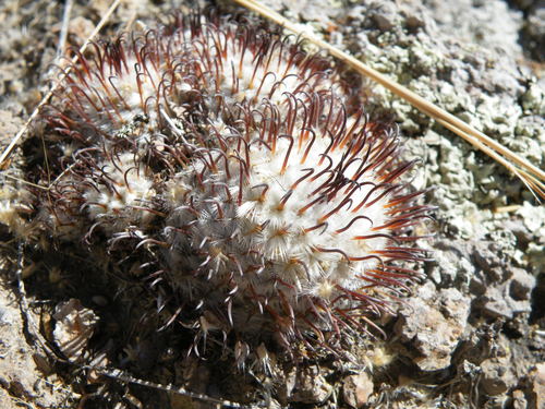 Mammillaria perezdelarosae