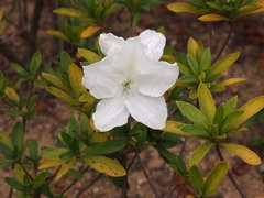 Rhododendron mucronatum