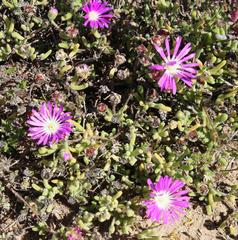 Drosanthemum oculatum