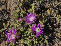 Drosanthemum oculatum