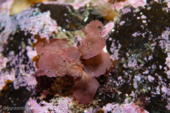 Pseudophycodrys phyllophora