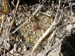 Mammillaria wagneriana