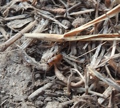 Parcoblatta americana