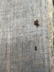 Dendrophagus crenatus