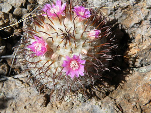 Mammillaria perezdelarosae