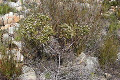 Phylica vulgaris