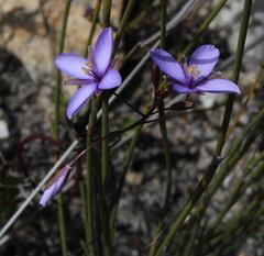 Heliophila subulata