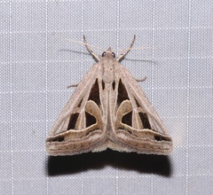Callistege diagonalis