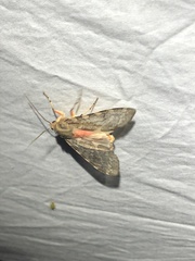 Pseudohemihyalea labecula