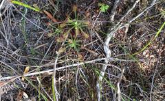 Drosera glabripes