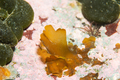 Dictyota falklandica