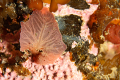 Pseudophycodrys phyllophora