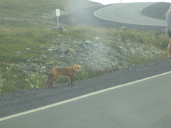 Vulpes vulpes deletrix